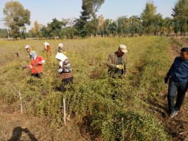 图为技术人员正在精选劣变单株