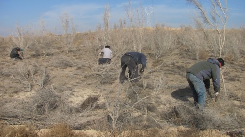 职工正在对梭梭进行平茬