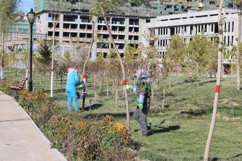 图为工人正在进行树木涂白